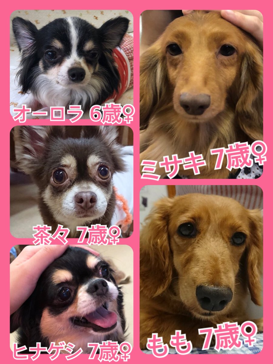 🐾今日の里親様募集中ワンコ🐶メンバーです🐾2019,7,8